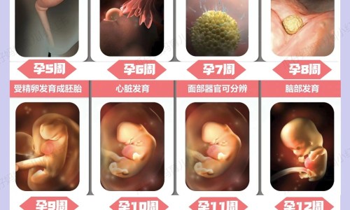 验孕试纸和排卵试纸有什么区别网验孕试纸怀孕显示图知识网站,分享验孕试纸怀孕多少天可以验出来大全